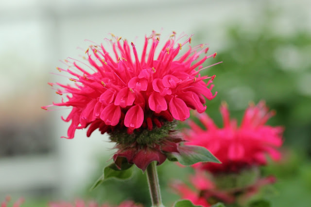Monarda didyma 'Bee Happy'